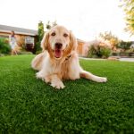 Synthetic Grass For Dogs El Cajon, Artificial Lawn Dog Run Installation