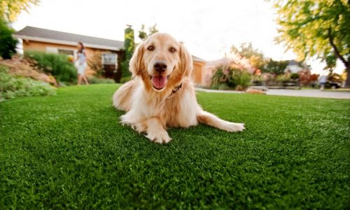 Synthetic Grass For Dogs El Cajon, Artificial Lawn Dog Run Installation